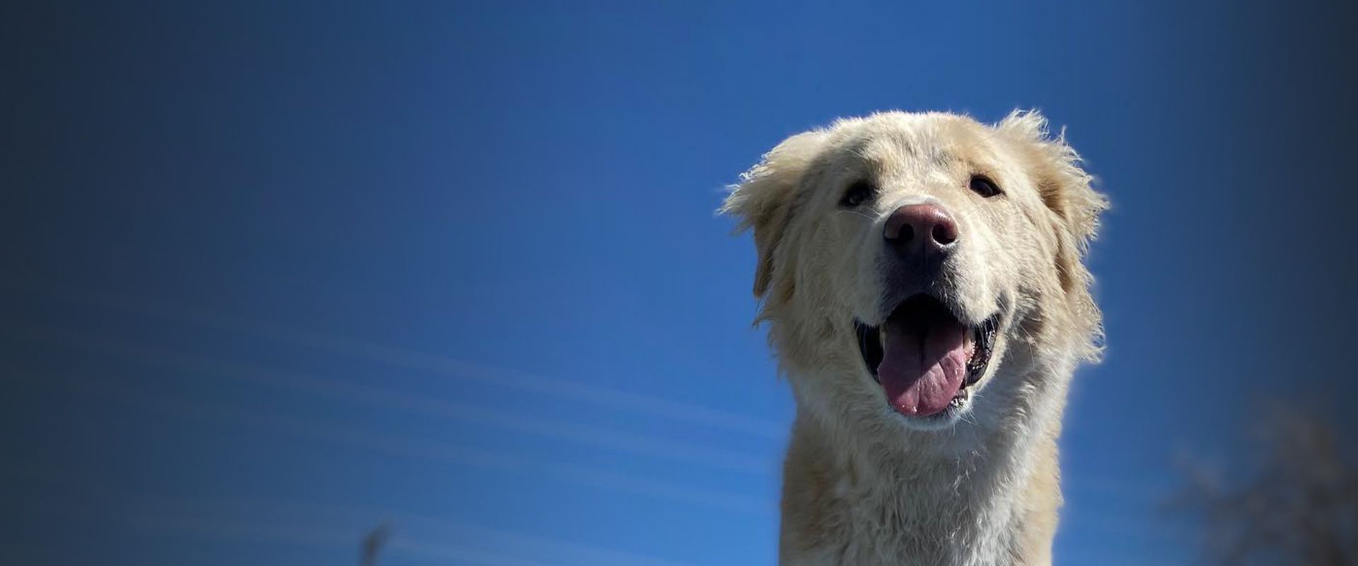 happy golden retriever dog at paws plaza