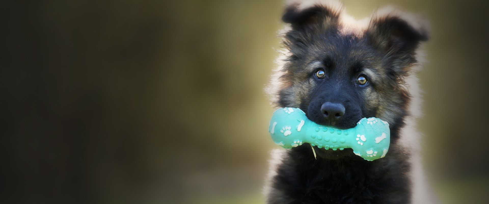 adorable dog holding a toy