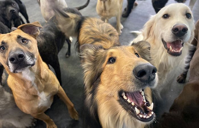 group of happy dogs at paws plaza daycare